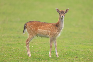 European mouflon, Ovis aries musimon, Czech republic