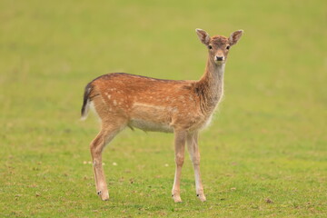 European mouflon, Ovis aries musimon, Czech republic