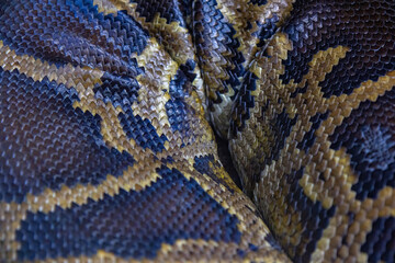 The snake skin. abstract nature background