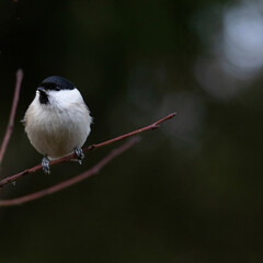 Cute bird The willow tit