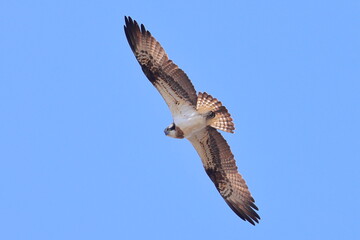 Osprey, Pandion haliaetus, Czech republic