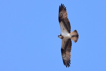 Osprey, Pandion haliaetus, Czech republic
