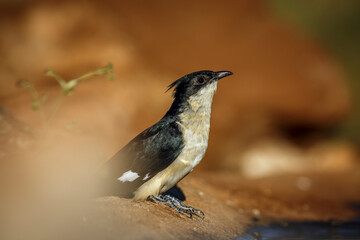 Pied Cuckoo drinking at waterhole with blur foreground in Greater Kruger National park, South Africa ; Specie Clamator jacobinus family of Cuculidae