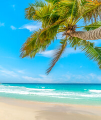 Palm tree and sand in a tropical beach