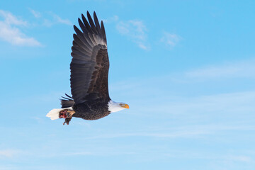 Bald eagle in flight with his prey, Quebec, Canada