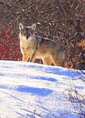 Naklejka premium Beautiful photo of a wild coyote out in nature, Quebec, Canada