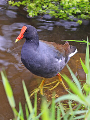 Common Gallinule sitting in the swamp with green grass on the foreground
