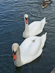 Two elegant white swans on water