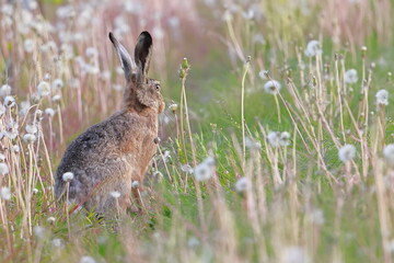 European hare, Lepus europaeus, Czech republic