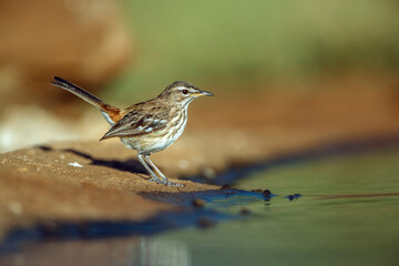 Red backed Scrub Robin standing along waterhole in morning light in Greater Kruger National park, South Africa; specie Cercotrichas leucophrys family of Musicapidae
