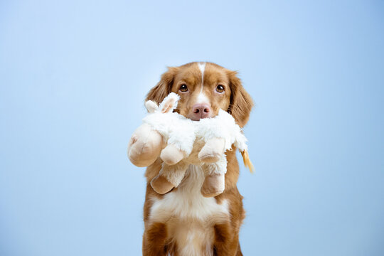 Retriever dog sitting and holding his ship plushy toy in the mouth, sweet, studio shot, blue background - Powered by Adobe