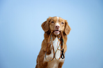 Adorable nova scotia duck tolling retriever dog holding leash in mouth on blue background. Dog wants to go on a walk.