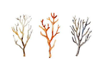 Set of multicolored corals on a white background, watercolor illustration.