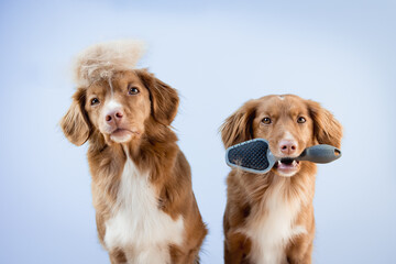Two nova scotia duck tolling retriever dogs holding a brush in its mouth, groomer, grooming, dog...