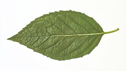 Obraz premium Close-up of a Vibrant Green Leaf, Nature's Exquisite Detail