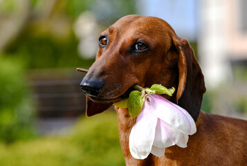 portrait of a dachshund with magnolia