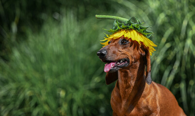 portrait of a dachshund with a sunflower on its head
