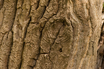 close up tree trunk, close up tree, bark of a tree, wood pattern, bark pattern, wooden, brown line structure, line pattern
