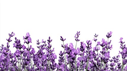 Naklejka premium Vibrant Lavender Flowers with White Background for Elegant Designs