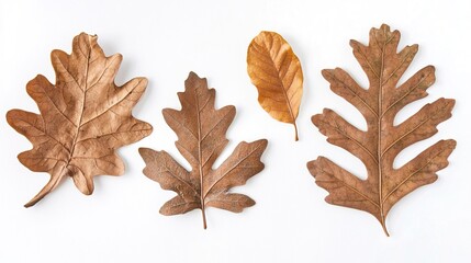 Isolated Oak and Maple Leaves on White Background