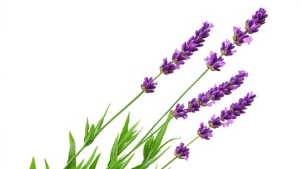 Naklejka premium Three Stems of Lavender Flowers with Green Leaves on White Background
