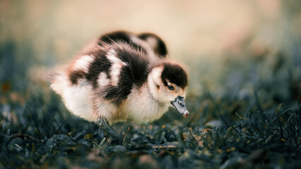 Bird chicken chicks duck ducks
