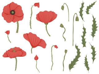 Fototapeta premium Poppy flower illustration in full blossom, with poppy pod and leaves. Vector set with red petals, green buds and leaves isolated on white.Template for branding, product, web, textile, print, packaging