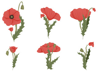 Vibrant poppy flower in full bloom vector illustration. Elegant floral compositions set suitable for a variety of design projects, branding, product labels, web, textile, print, packaging