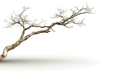 Artistic representation of a bare tree branch on a minimal background