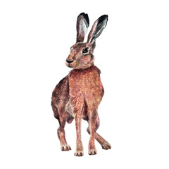 Obraz premium Vector freehand watercolor illustration of a cute brown bunny, isolated on a white background. Hand drawn watercolour Hare. Soft, detailed, and perfect for designs or prints