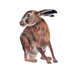 Vector freehand watercolor illustration of a cute brown bunny, isolated on a white background. Hand drawn watercolour Hare. Soft, detailed, and perfect for designs or prints