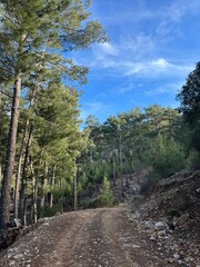 Scenic dirt road winding through lush pine forest under a clear blue sky in autumn