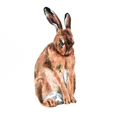 Vector freehand watercolor illustration of a cute brown bunny, isolated on a white background. Hand drawn watercolour Hare. Soft, detailed, and perfect for designs or prints