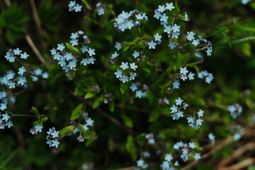 blue flower forget me not