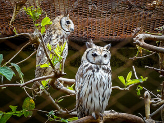 Photo of Screaming owl or long-eared owl is a nocturnal owl from the strigid family, widely distributed in Central and South America, with the exception of the forested areas of the Amazon