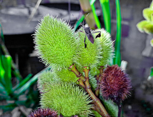 Urucum, is the fruit of the annatto tree or urucueiro, a tree from the bixaceae family, native to tropical America, which reaches a height of up to six meters. Jardim das Oliveiras neighborhood, Minas