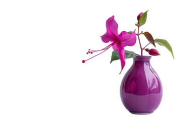 A vibrant pink flower in a glossy purple vase adds elegance to a minimalist setting with soft light illuminating the petals isolated on transparent background
