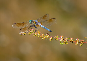 Blue Dasher Dragonfly