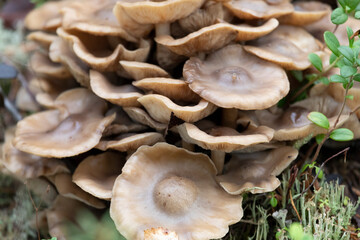 Armillaria mellea on an old stump, close-up