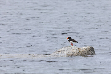 Eurasian oystercatchers stand on a large rock