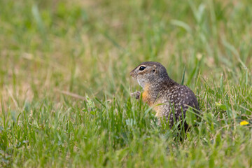 Gopher stands in the grass on a summer day