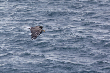 White-tailed eagle flies over water in snowfall
