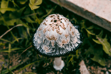 Mushrooms grow in shade forest on moss, season of harvesting harvest after rain