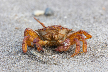 Big crab on the seashore. Close-up