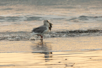 A seagull stands on the seashore at sunset