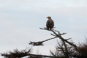 White-tailed eagle sits on a tree against the sky