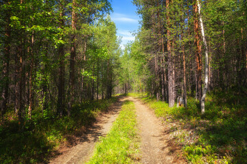 Summer forest landscape with a road