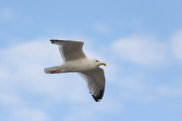 Close-up of a seagull flying in the sky