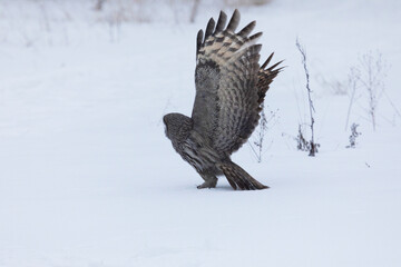 Great gray owl hunting a mouse on a winter day