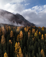 L&auml;rchenwald im Nebel